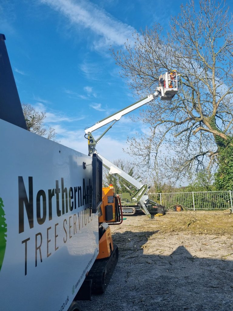 Tree Surgeon Morecambe